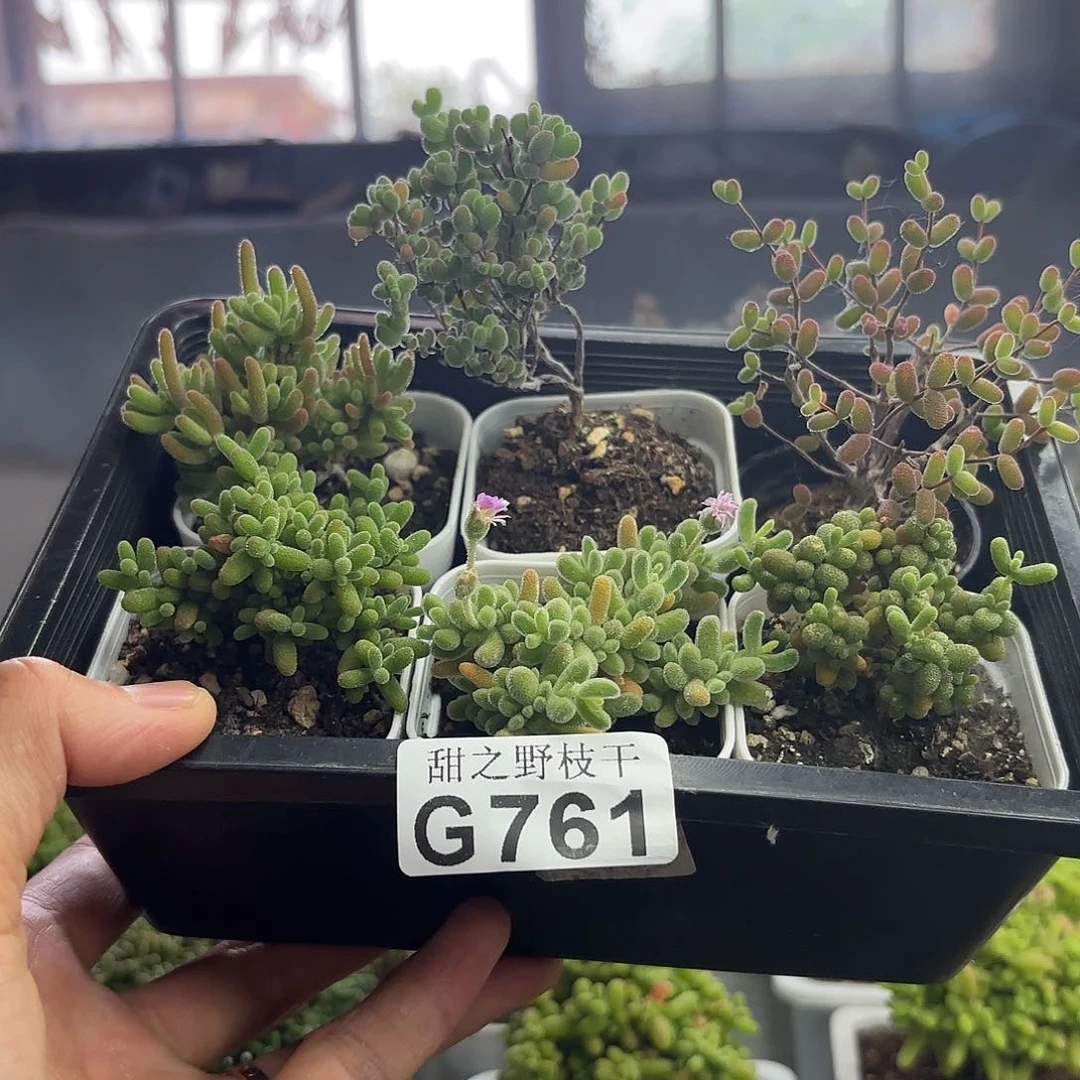 761新手套餐福利哦