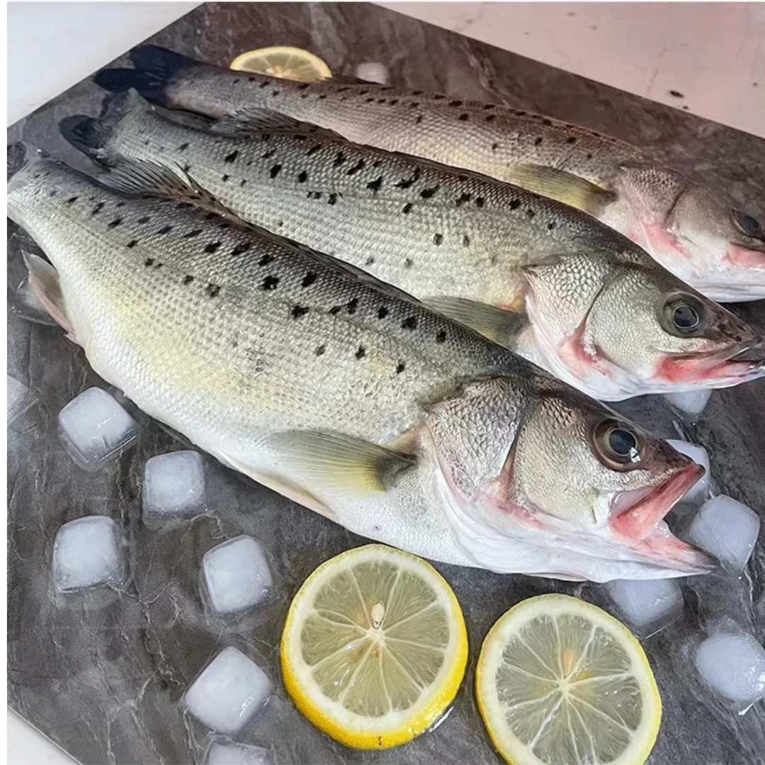 海鲈鱼新鲜海捕海鱼肉质新鲜细腻连云港发货顺丰450g/条*4