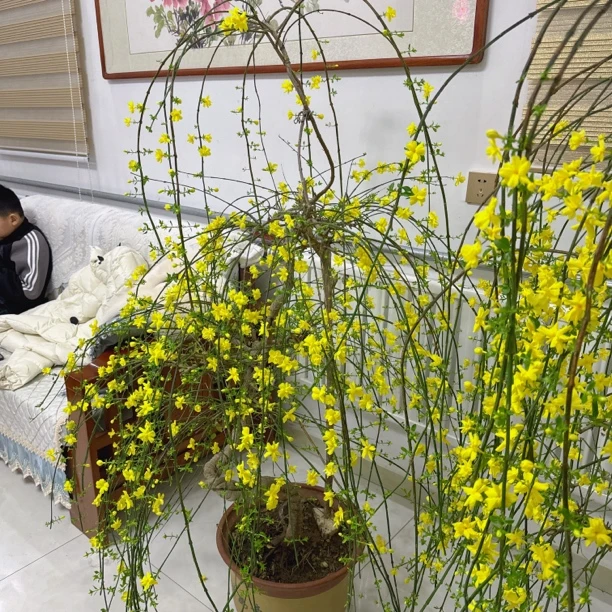 高杆垂丝探春花耐寒耐热