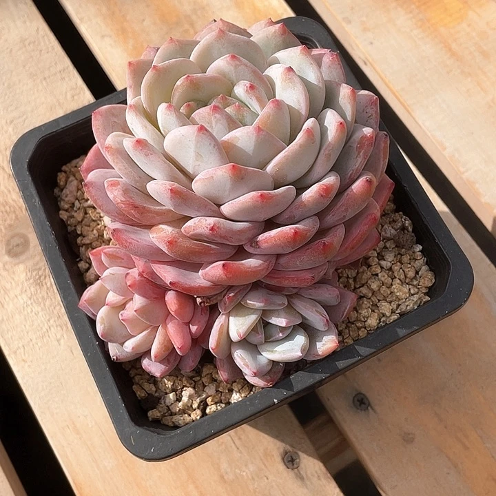 @***呀橙子一物一拍