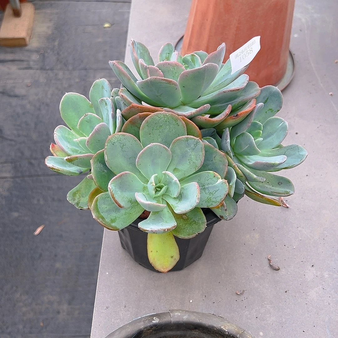 用***21058疯狂锦多肉植物多肉