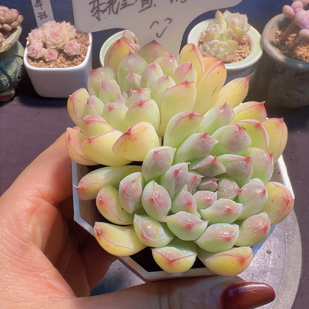 月影珍妮，带瘤，带盆发货，