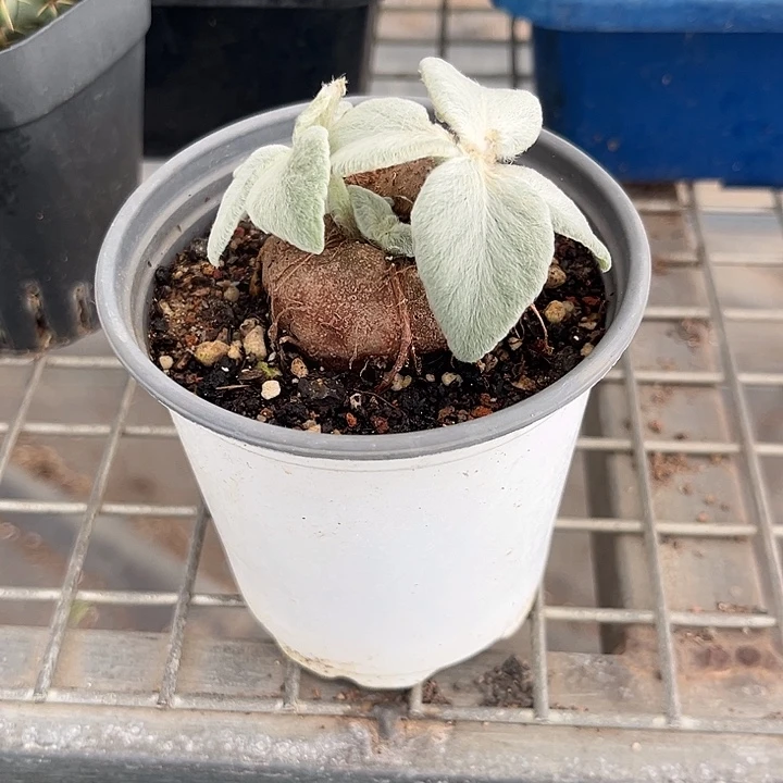 我也不知道我为什么要