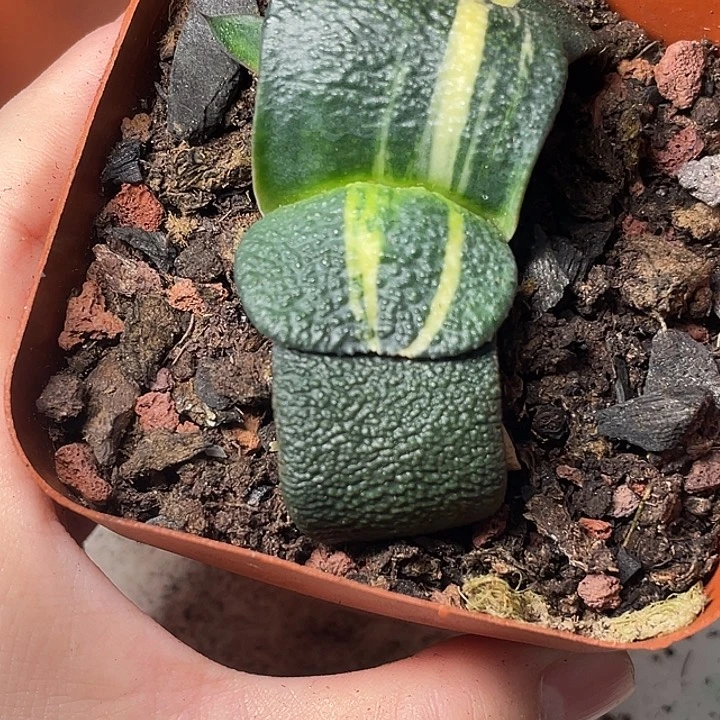 卧牛锦一物一拍福利5号