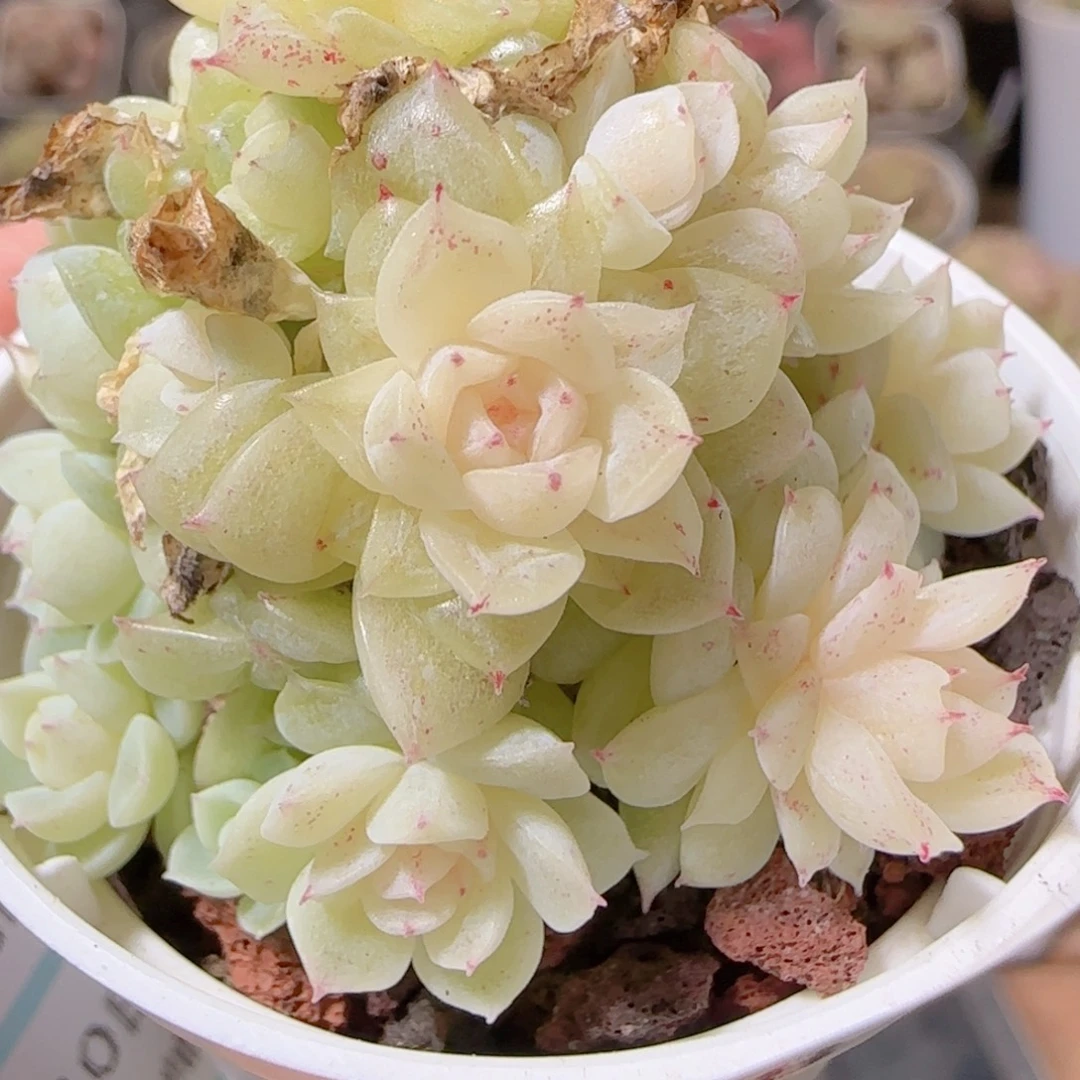 花语多肉1210-118散