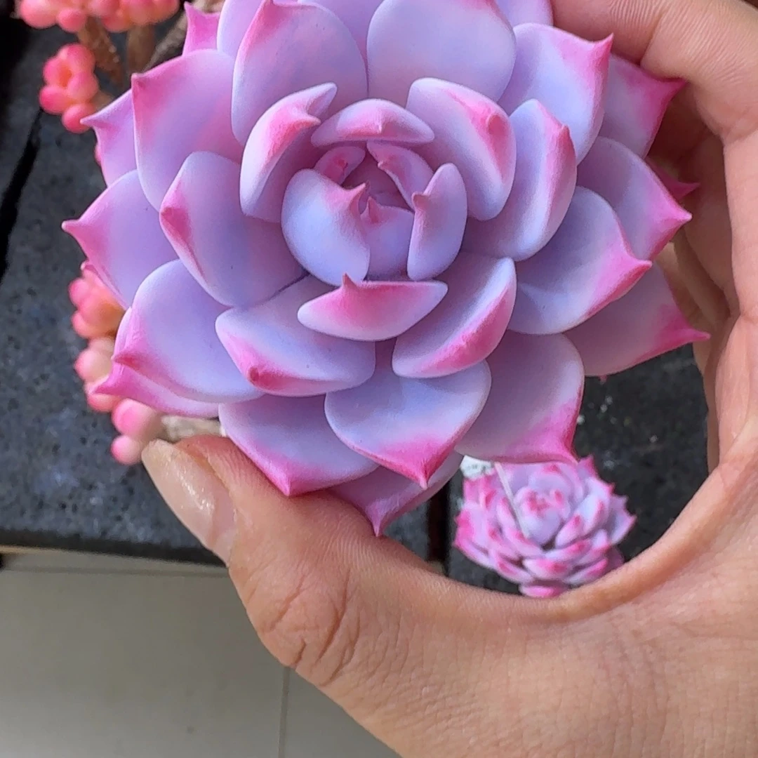 树脂制品118号噢噢噢噢