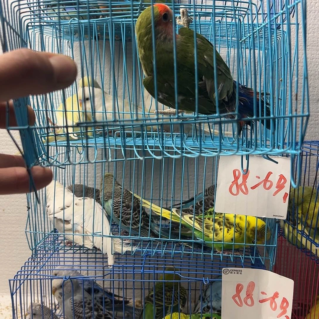 涡***发桃脸牡丹鹦鹉大绿牡丹1只