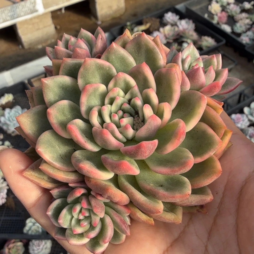无替品一群红酒白锦
