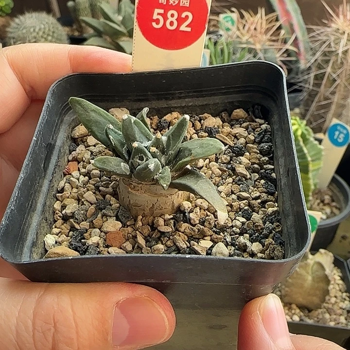 实生牡丹5.3cm一棵树上