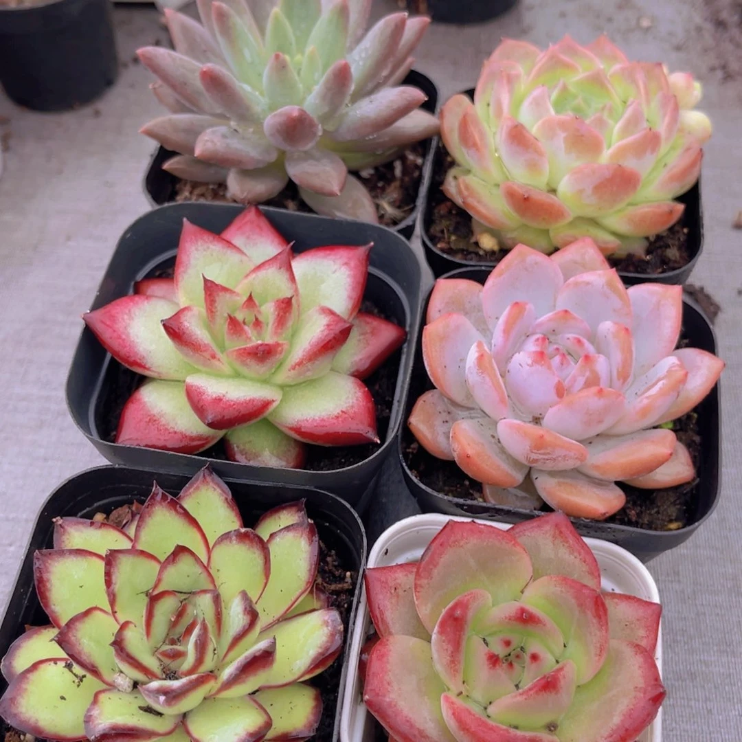 高考顺利套餐带盆土多肉