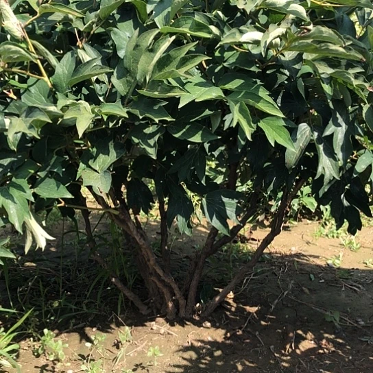 完全开放008576珠光墨润土球