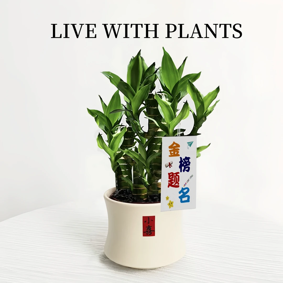 文昌竹富贵竹观音竹金榜题名高考礼物室内盆栽植物桌面绿植