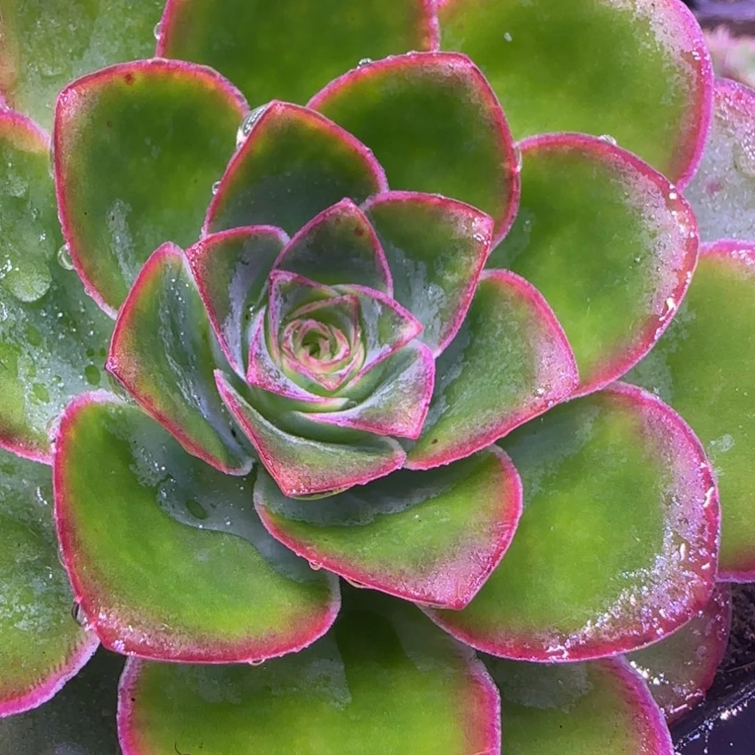 原始黄金8厘米老庄142424242