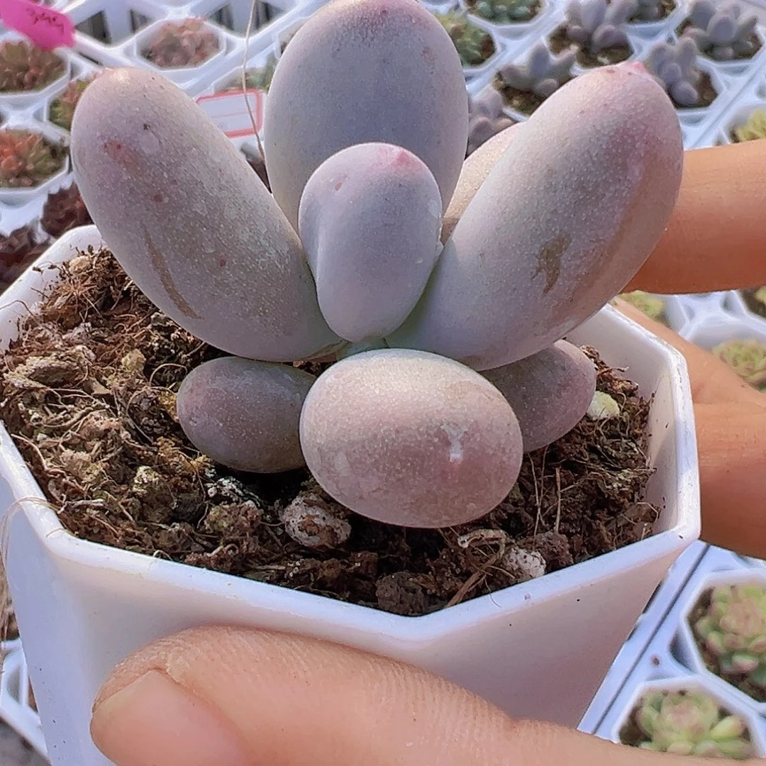 米可奶19阿包邮多肉