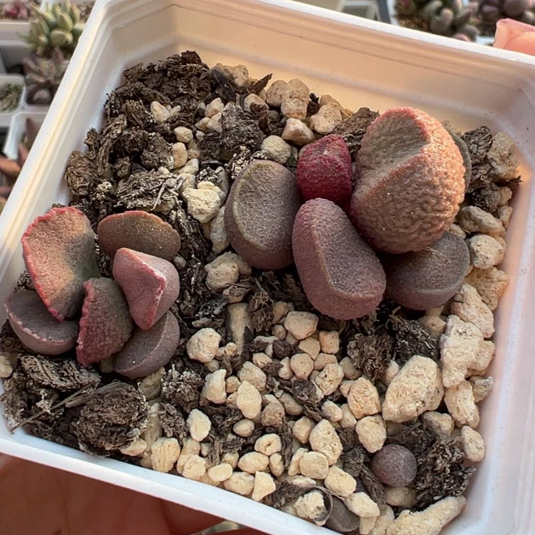 实生新品两颗一起多肉植物水泡