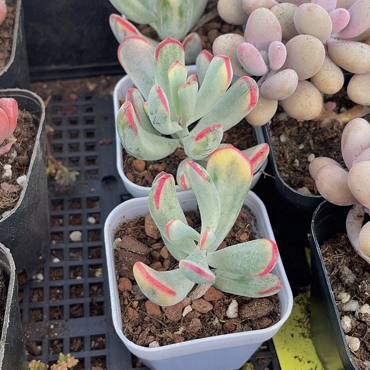 棒叶锦4.8带盆土发