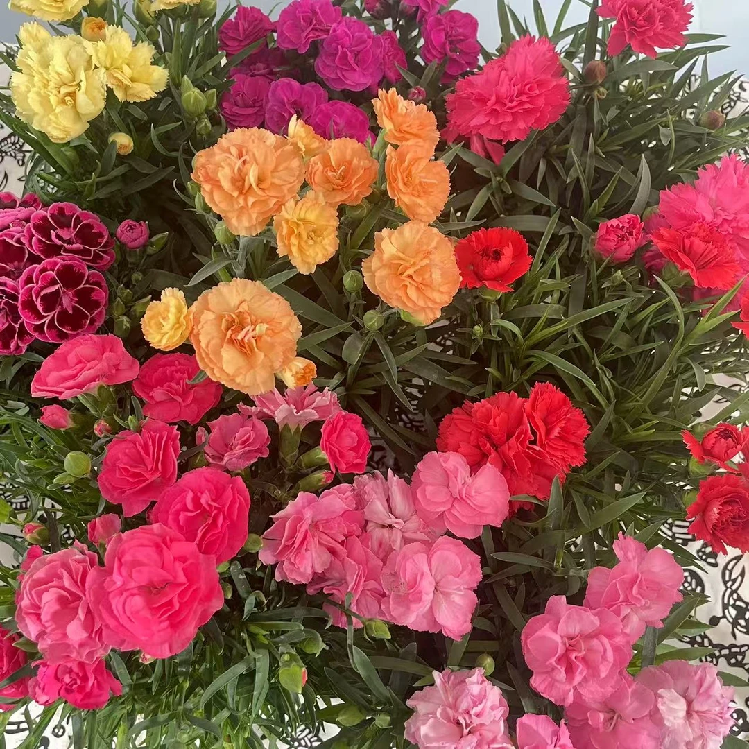 【小明正能量】康乃馨盆栽花实物绿色司机开花室内阳台花卉