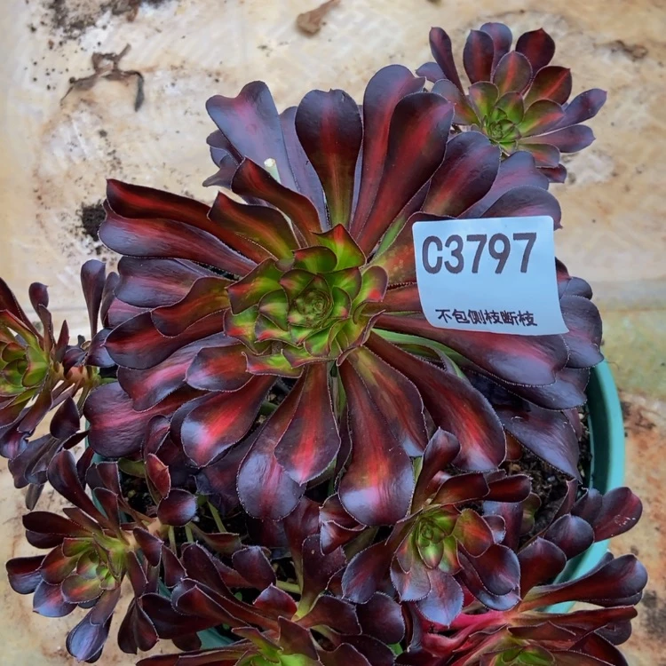 【闪购商品】3797花蝴蝶多肉