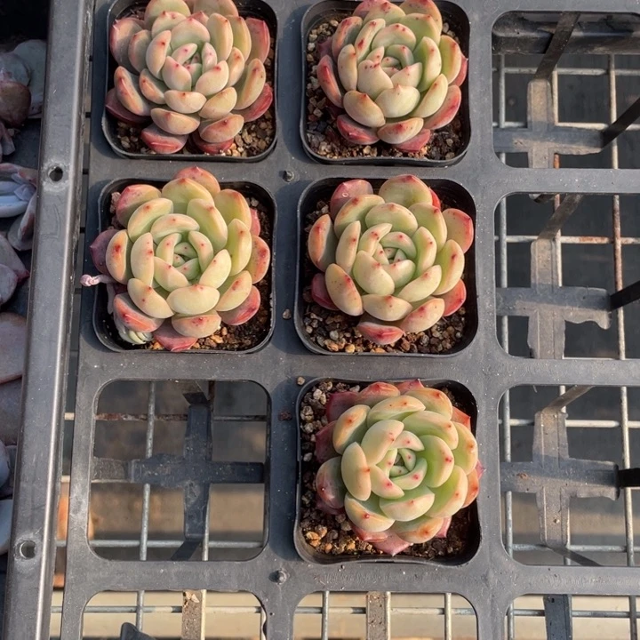 格林粉单头一颗冠幅5厘米20包邮新疆西藏不发