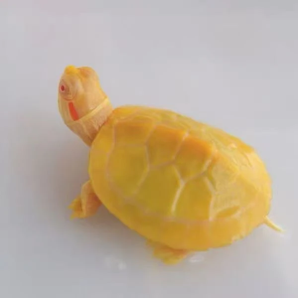 家养高品质黄金龟白巴观赏龟