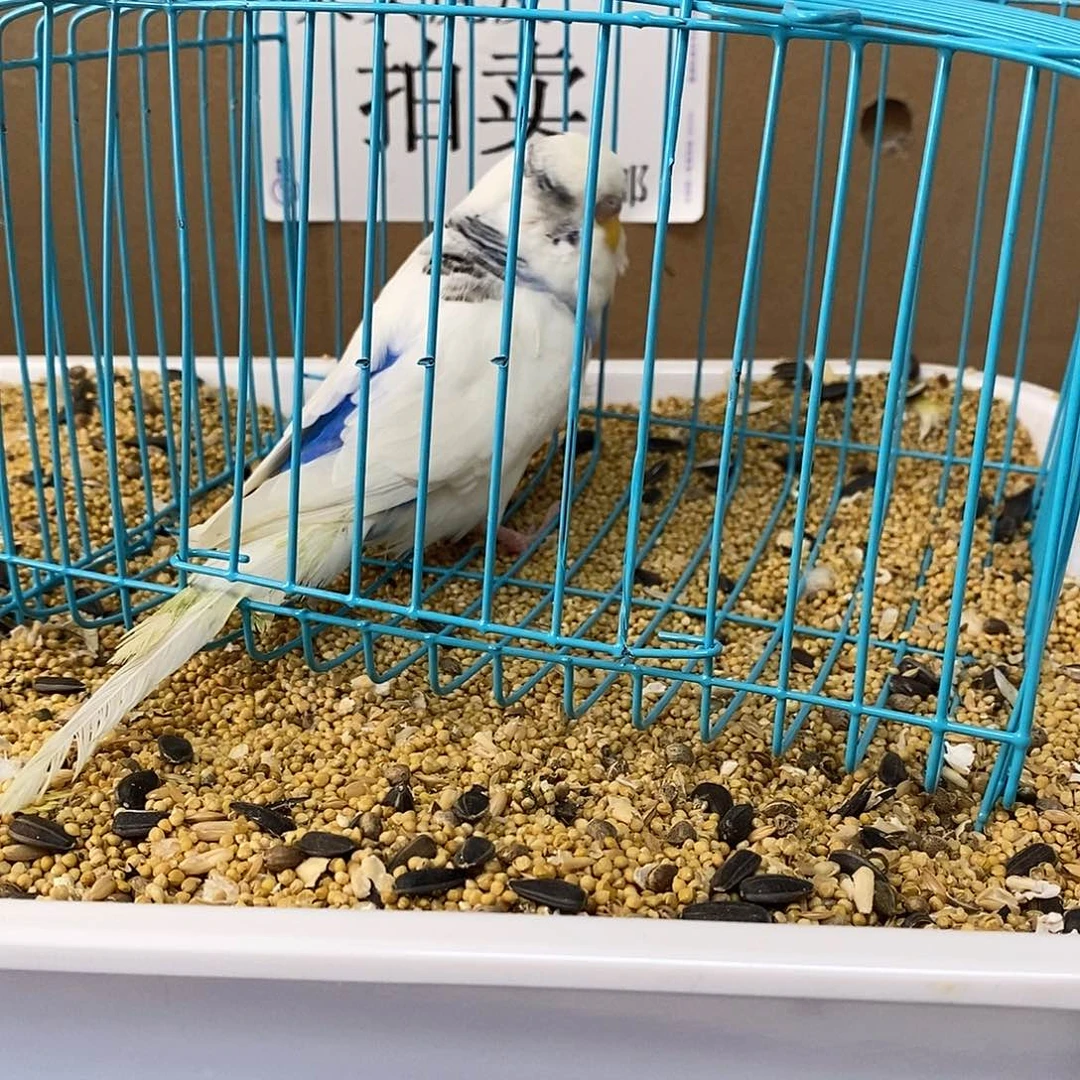 虎皮鹦鹉大头虎皮