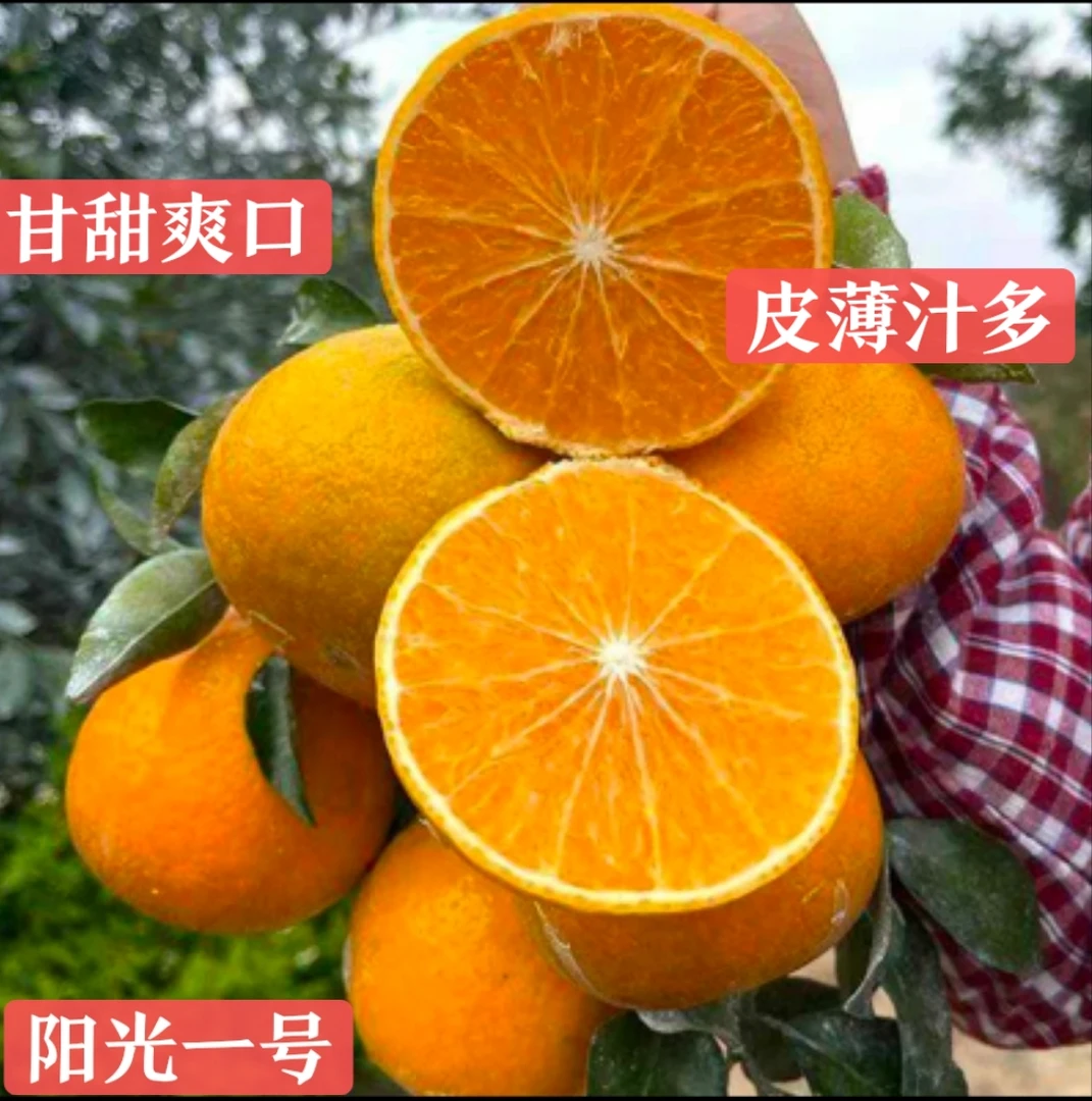 湖南怀化阳光一号桔柚带箱十斤包邮产地直销