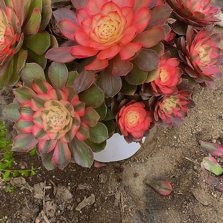 多肉植物荔枝755多肉