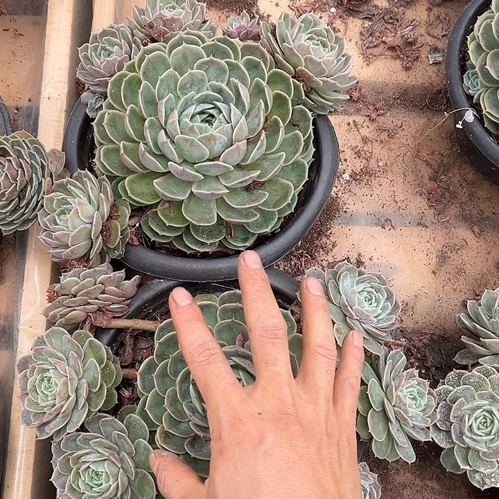 昂斯诺2颗12.88多肉植物