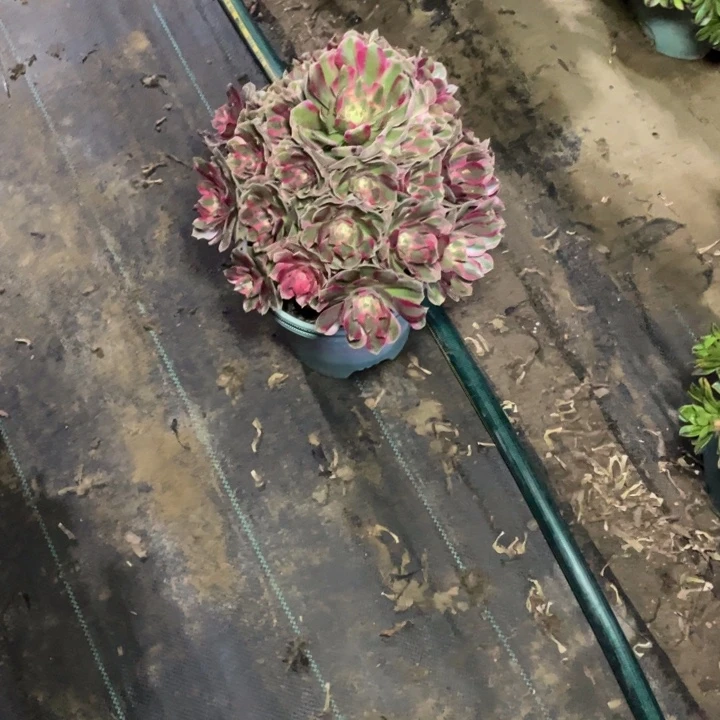 95粉女郎多肉植物多肉多肉