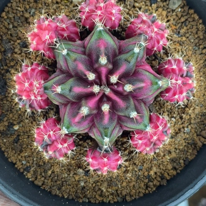 泰系海神000000007