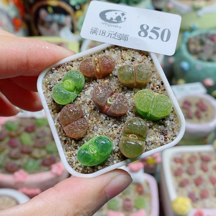 生石花花花花花花850