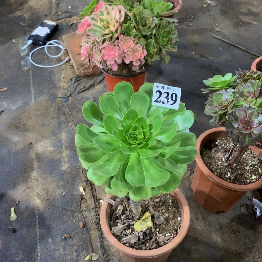 呵*多肉植物239君美丽888888