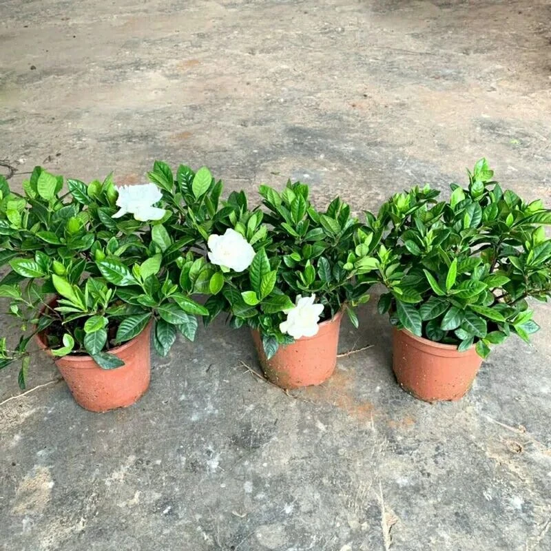 栀子花盆栽  新疆包邮