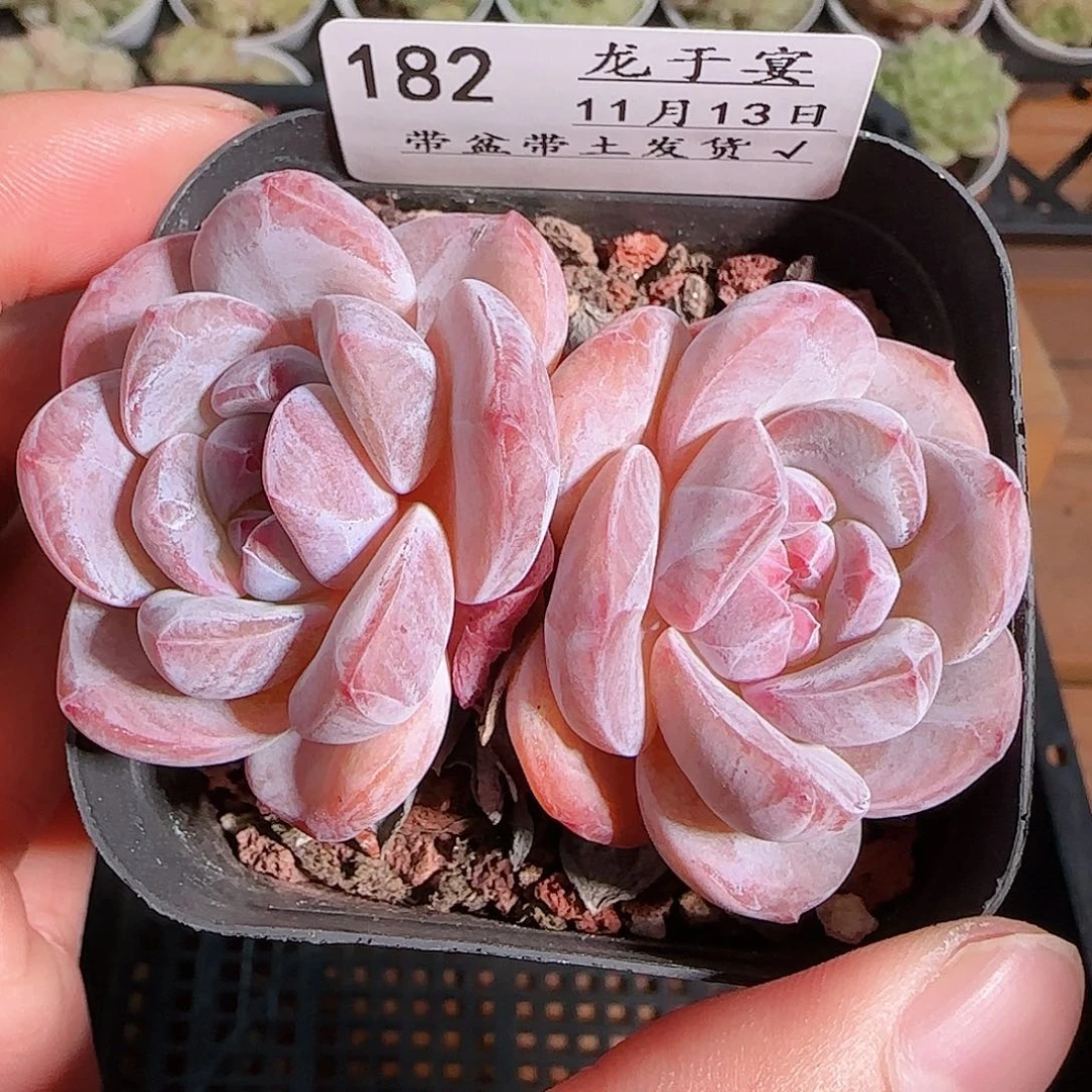 1113------182石榴籽星影双头