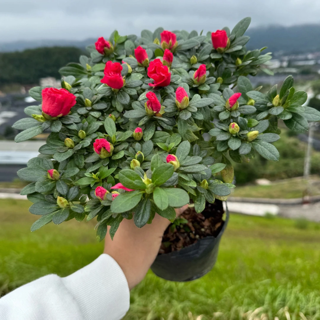 新品福利带花苞红宝石杜鹃3年