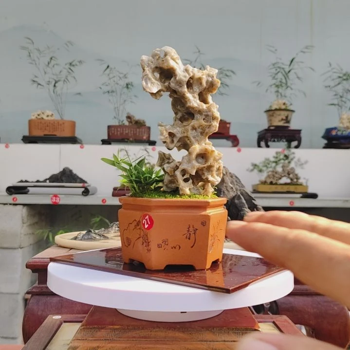 盆景，四国矮竹，玉玲珑乐*