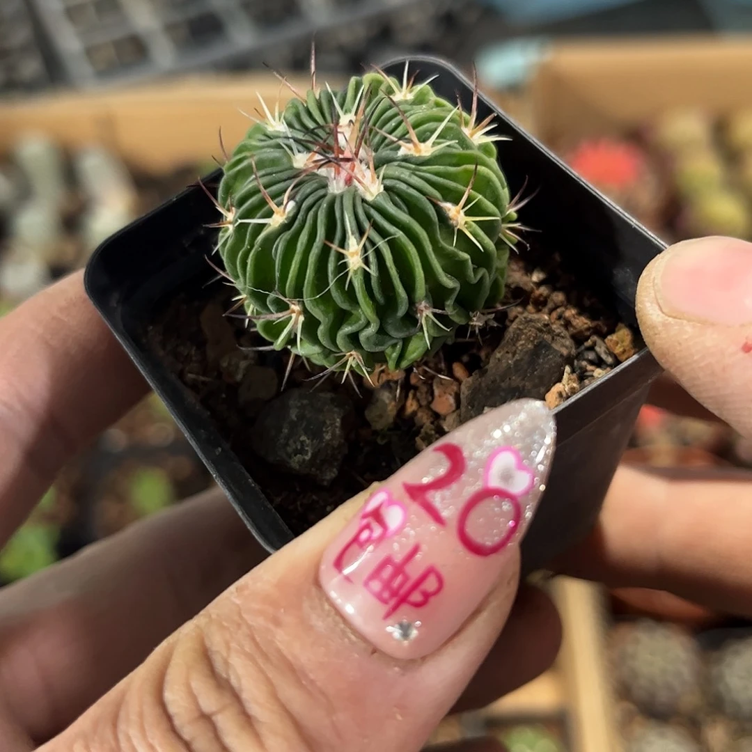 单头辛巴克单头发货有根