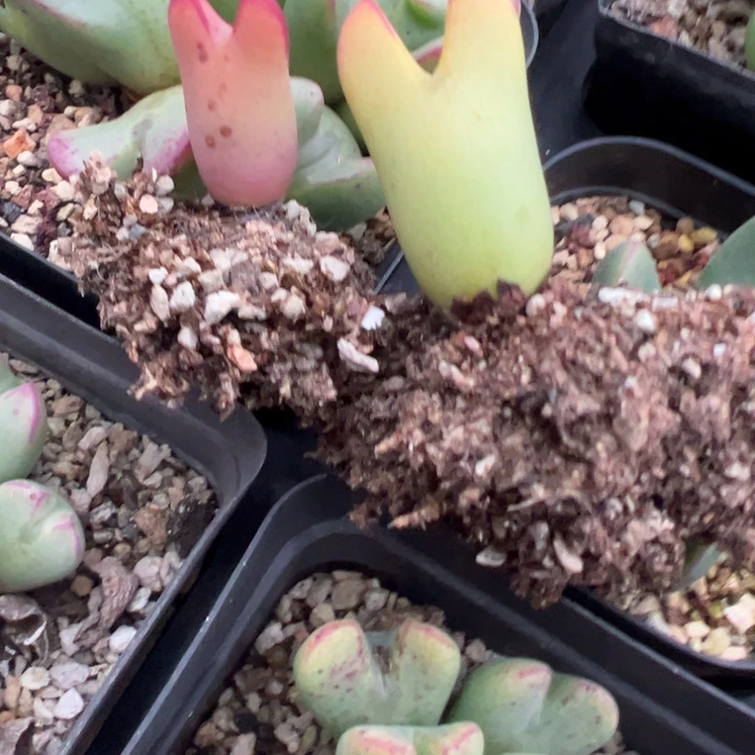 b****ubiubiu专拍 肉锥植物