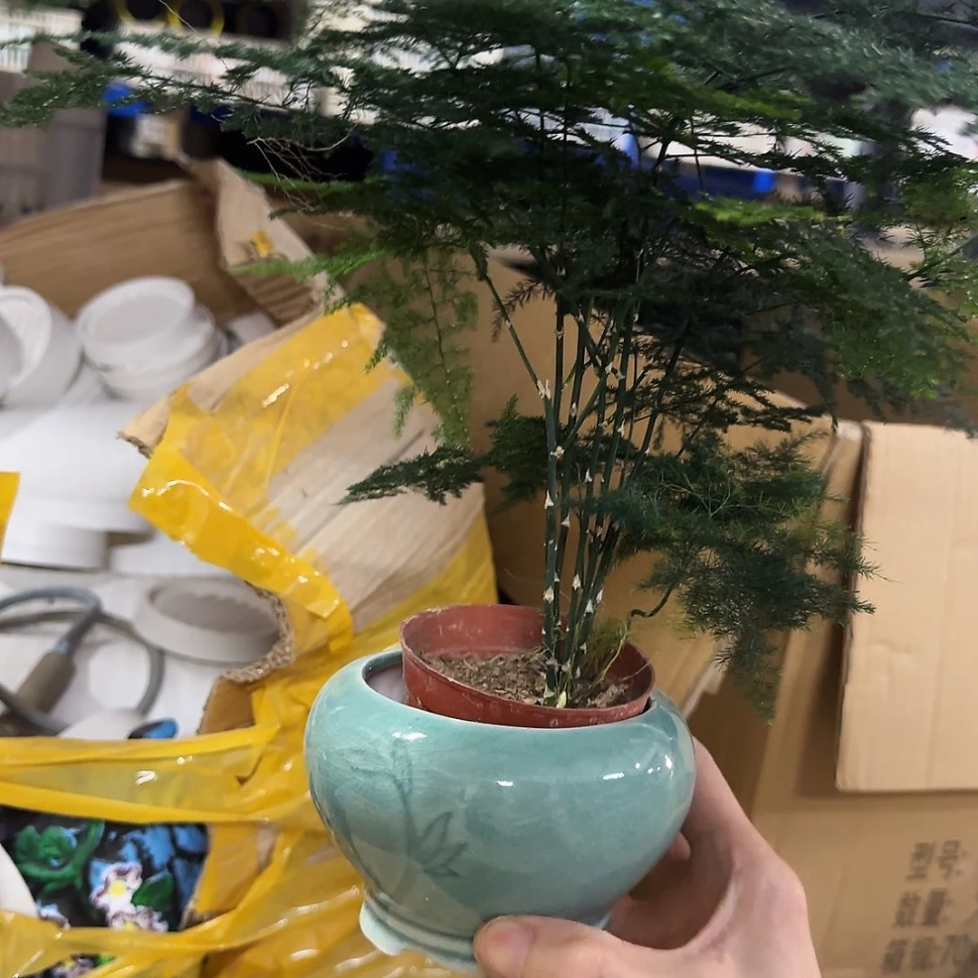 盆+文竹·福利局绿植多肉盆［凑9元包邮24小时发］