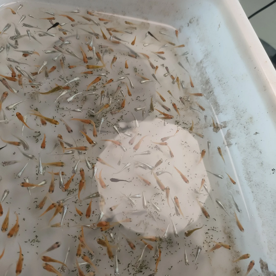 观背青鱂混搭12+3条备损