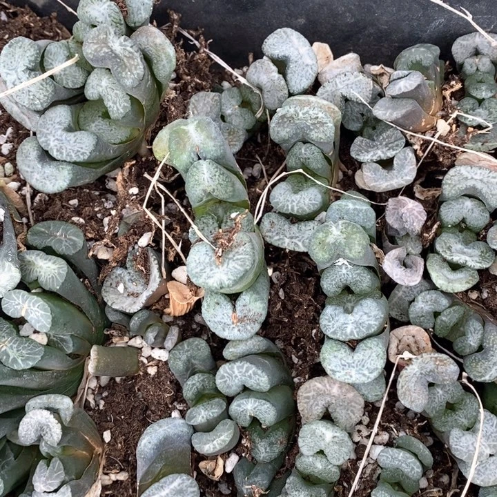 2007 一颗牛逼玉扇 挑大的发货 炸弹福利