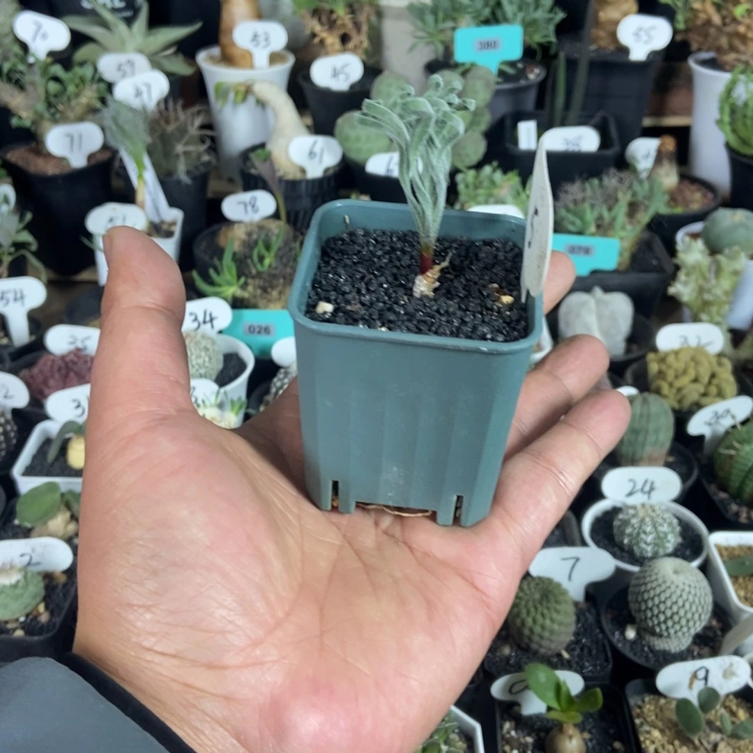 Gl弹簧草一物一拍