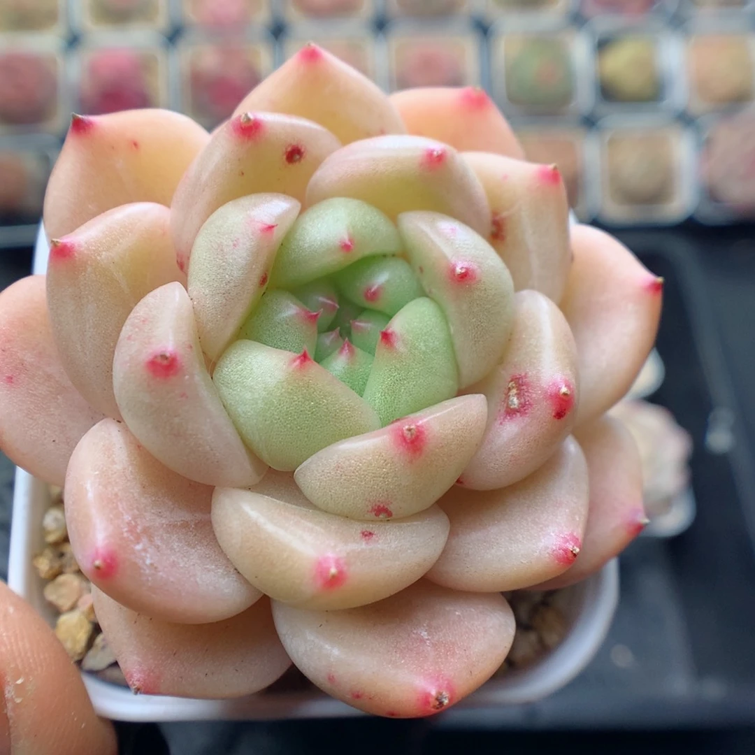 多肉植物。 糖心40