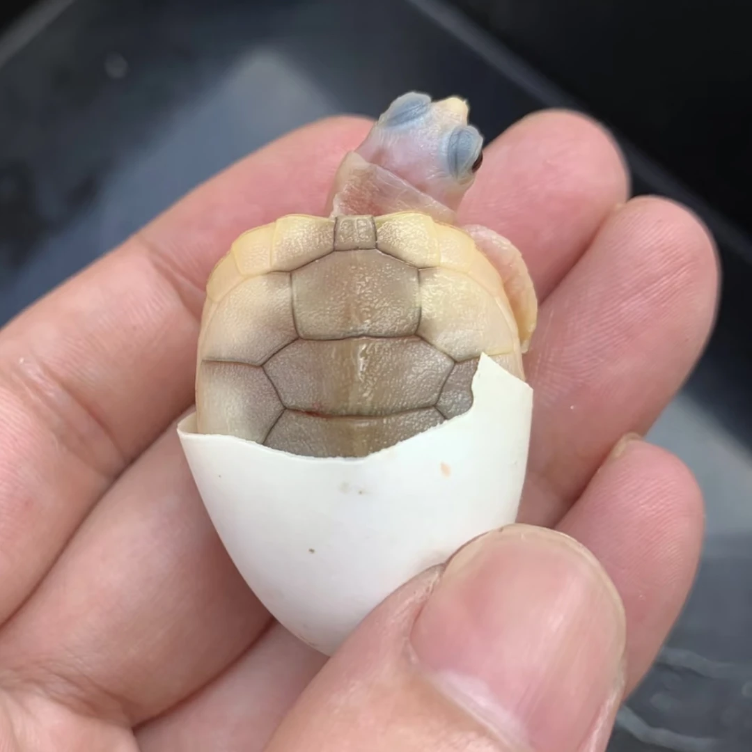 奶焦 焦糖龟  直播间挑选好再拍  拍包邮包活到家