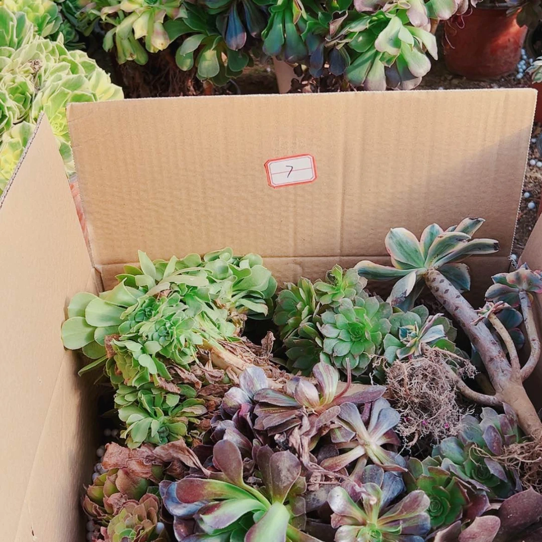 【闪购商品】无花朵牟7号套餐无售后