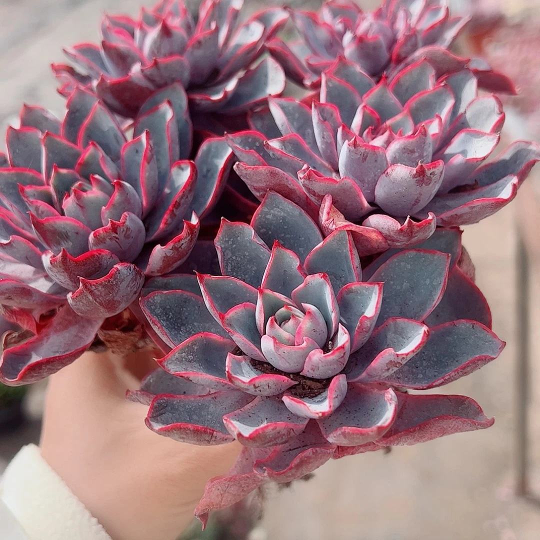 小叶赫拉多头群生老桩