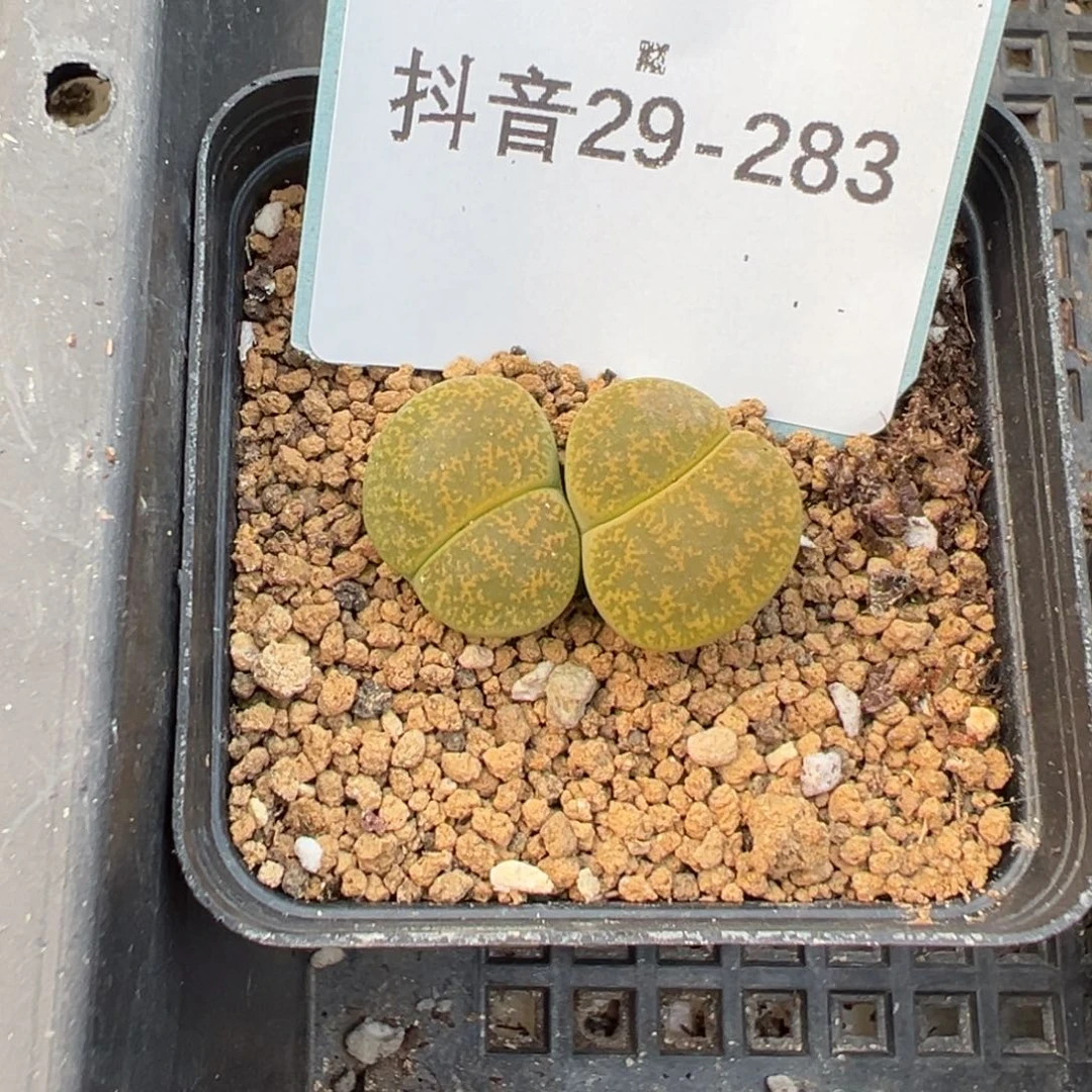 29-283肉锥多肉植物