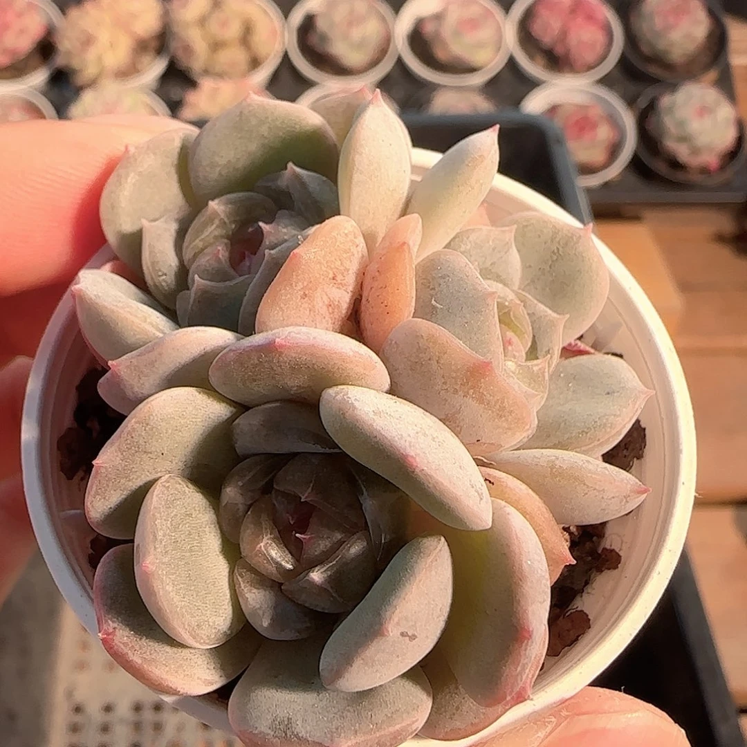 多肉1204-77白恋白恋