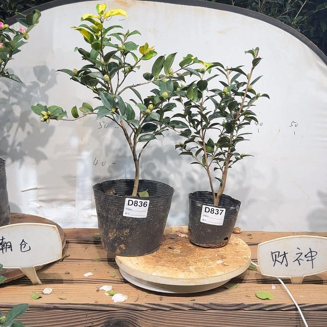 无花朵836丹玉 837英八 58.8