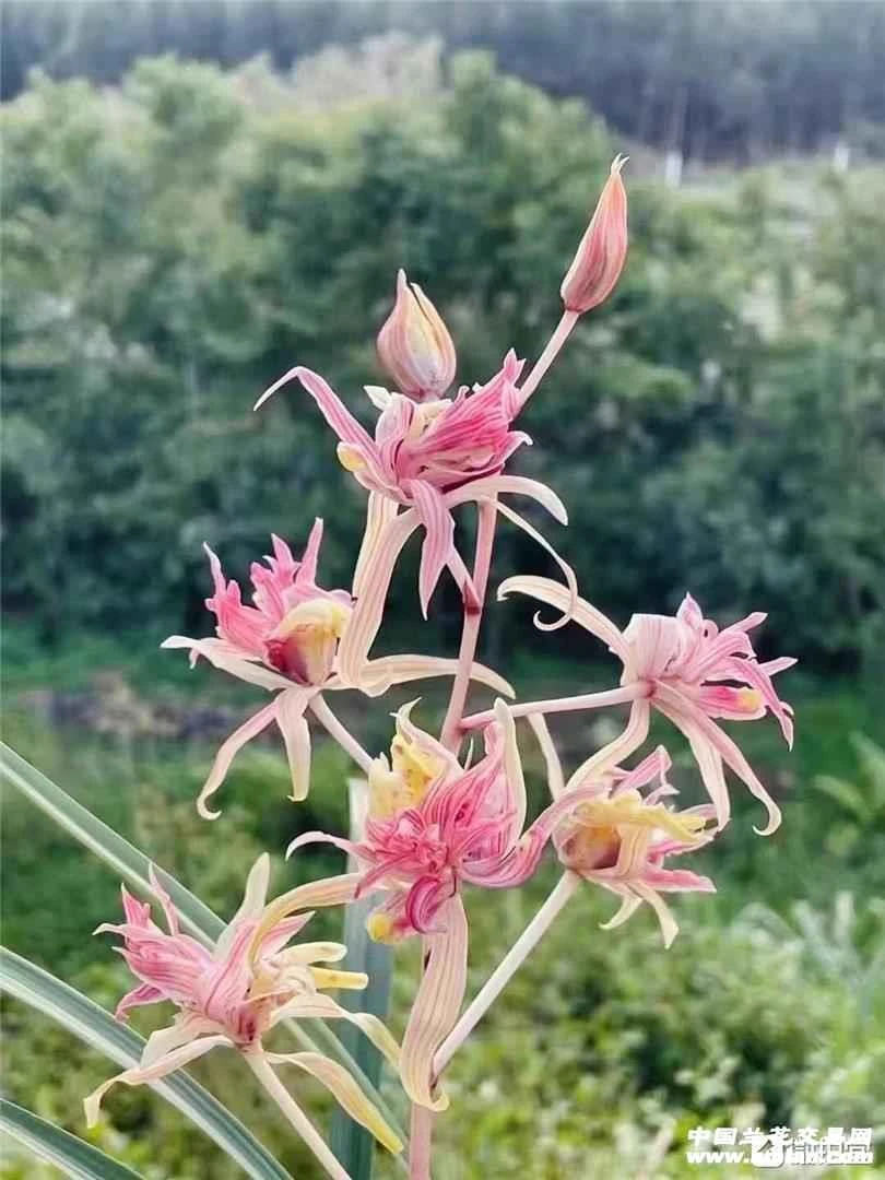 寒兰名品，红凤，裸根发货